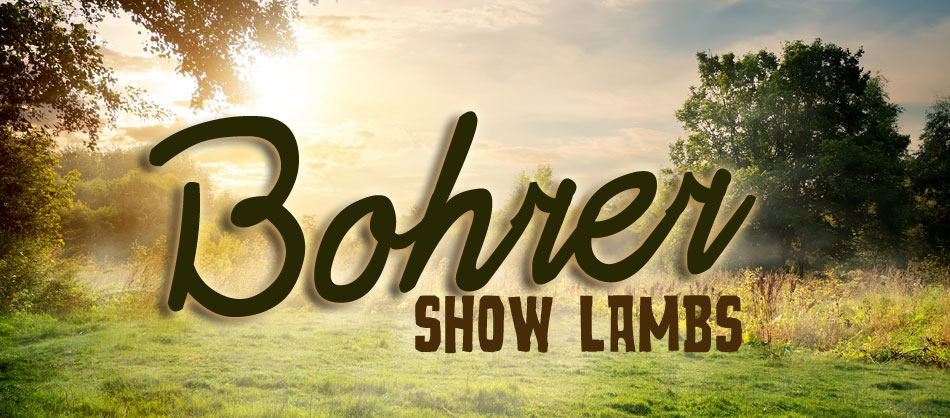 Bohrer Show Lambs