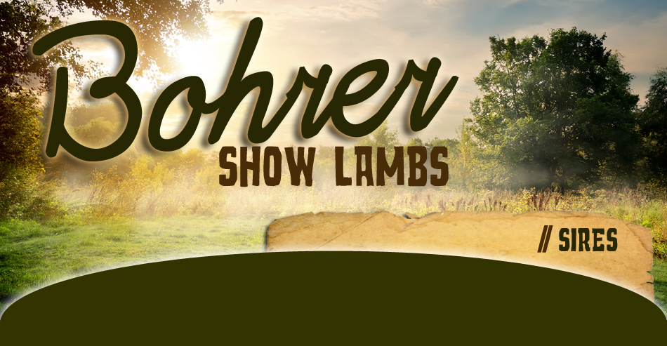 Bohrer Show Lambs //  Sires