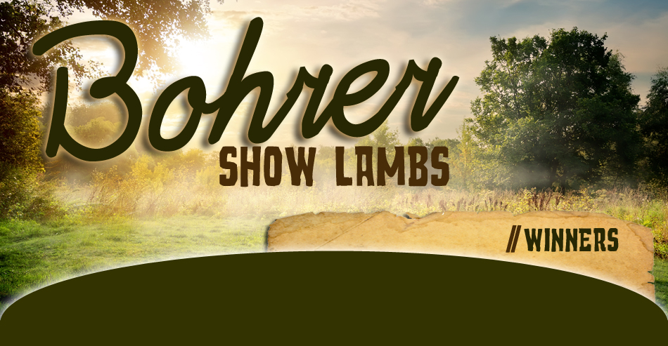 Bohrer Show Lambs //  Winners